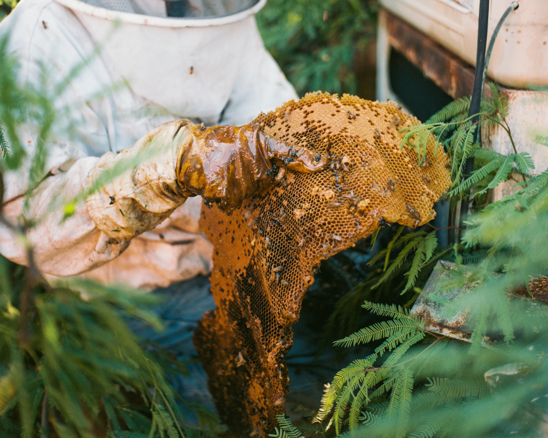 A beekeeper harvesting fresh Kenyan honeycomb
